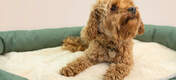 Legen Sie die Decke in das Bett Ihres Hundes, für eine zusätzliche wärmende Lage für die kälteren Monate.
