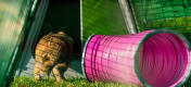Kaninchen hüpft in einen Eglu Go stall neben einem rosa spieltunnel.