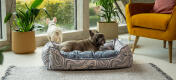 Zwei Französische Bulldoggen im Wohnzimmer mit dem eleganten Omlet Hundenest