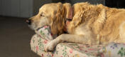 Ein Golden Retriever ruht sich auf dem Hundesofa mit Blumenmotiv aus