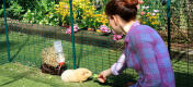 Meerschweinchen-Fütterung im Outdoor Gehege