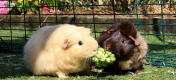 Ein Meerschweinchen-Paar teilt sich in ihrem Gehege einen Broccoli Snack