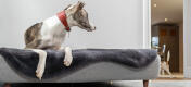 Ein Hund liegt auf dem Topology Hundebett und ein anderer Hund spielt im Hintergrund