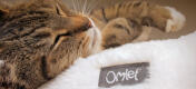 Nahaufnahme einer katze, die auf einem gemütlichen Maya donut-katzenbett schläft