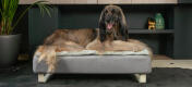Alter Windhund liegt auf dem Topology Hundebett mit Memoryschaum