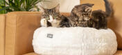 Zwei katzen liegen auf Snowball weiß Luxury soft donut katzenbett