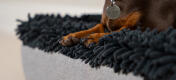 Topology hundebett