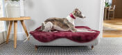 Ein Windhund ruht sich auf dem Topology Hundebett mit Memoryschaum aus