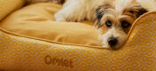 Terrier, der sich auf einem Omlet nest-hundebett mit honigwaben-pollendruck entspannt.