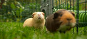 Zwei meerschweinchen in einem laufstall, der mit einem Zippi tunnel verbunden ist.