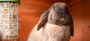 Die Fütterung kann für Ihre Kaninchen eine lustige und ansprechende Erfahrung sein, wenn der Caddi Futterkorb dabei sanft schwingt.
