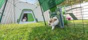 Kaninchen spielen in ihrem grünen Eglu Go stall und auslauf mit Zippi tunnel angeschlossen