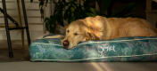 Ein Retriever ruht sich auf einem komfortablen und eleganten Hundekissen von Omlet aus