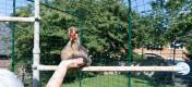 Eine Frau verbringt im begehbaren Gehege Zeit mit ihrem Huhn