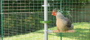 Huhn sitzt auf der sitzstange von Poletree und schaut in den leckerbissenhalter