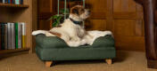 Ein Terrier auf einem grünen Polsterbett mit der Decke aus Schaffellimitat