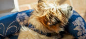Terrier entspannt sich auf einem Omlet nackenrollen-hundebett