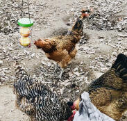 Omlet Caddi leckerbissen für hühner mit Äpfeln im inneren, in die das huhn pickt