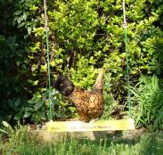 Ein orange-schwarzes polnisches huhn auf einer gelben hühnerschaukel