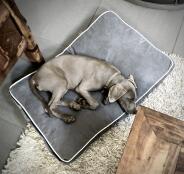 Ein hund entspannt sich auf dem Fido hundebett
