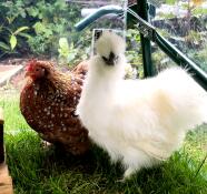 Orangefarbenes huhn mit glattem fell und ein weißes, flauschiges huhn im garten