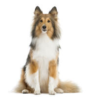 Shetland Sheepdog (Sheltie)