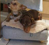 Würstchen und gänseblümchen auf ihrem bett 