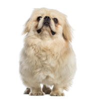 Pekingese