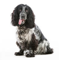 Cocker Spaniel (Englisch)