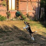 Ein schwarz-braun-weißer beagle in einem garten, der für einen ball hochspringt