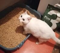 Schnee liebt sein neues katzenklo 