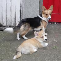 Corgi Welpen