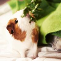 Dave, ein Meerschweinchen, das im Südwesten von Florida, USA lebt.