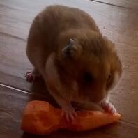 Syrischer Hamster
