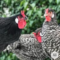 Schwarz-weiß-rote hühner in einem garten