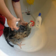 A die dusche