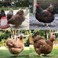 4 aufnahmen von hühnern