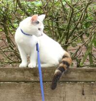 Weiße und braune katze an der leine, die auf einer mauer sitzt