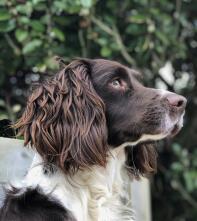 Ein springerspaniel im garten