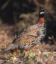 Schwarzer Francolin männlich