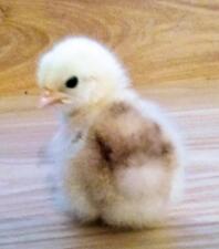 2 Tage altes Pekin Chick