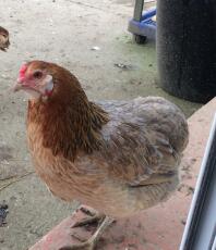 Ein braunes und orangefarbenes huhn in einem garten