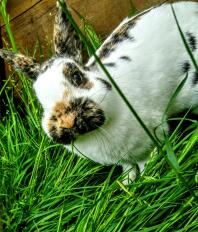 Schnupfen, mein Kaninchen!