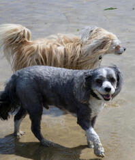 Ollie (oben) und Bo (unten) - Chinese Crested Powder Puff