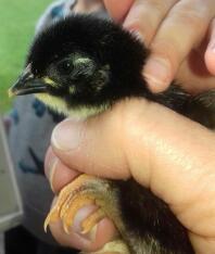 2 Tage altes Maran Chick - Schwarzes Kupfer