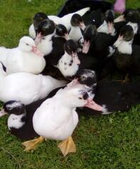 Schöne Muscovy Poults