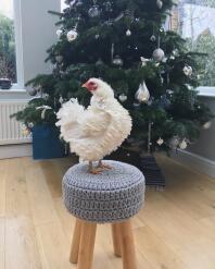 Weihnachten Lilly der Frizzle! Obwohl sie ein schönes warmes Eglu hat, kommt sie gerne ins Haus, wenn sie die Chance dazu bekommt!