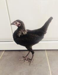 Ein schwarzes kleines mageres huhn