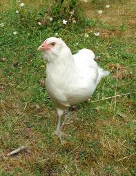 Ein weißes araucana-huhn.