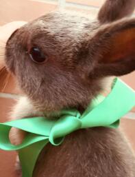 Ein kaninchen mit einer grünen schleife um den hals.